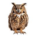 Owl girl